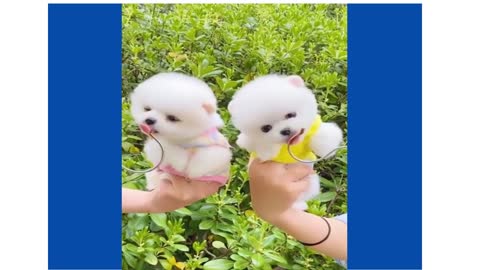 Funny dogs