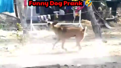 Funny 🤣 dog 🐕 prank