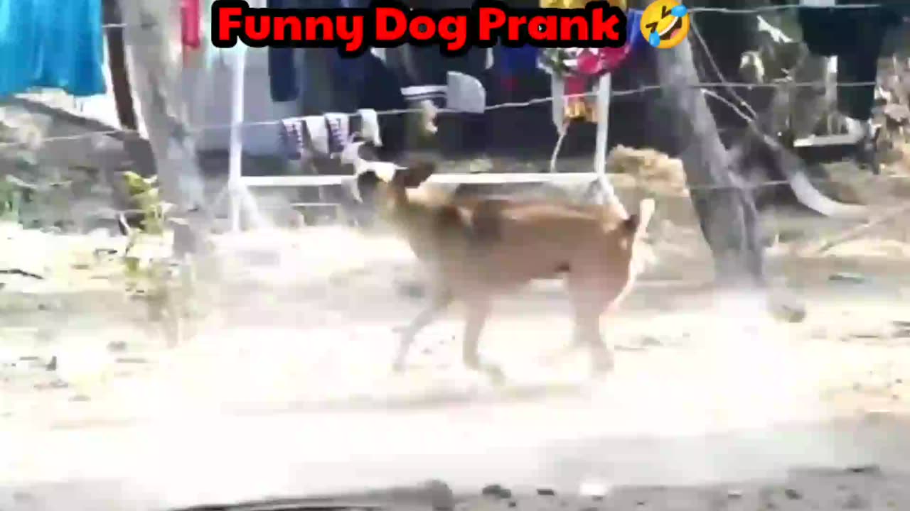 Funny 🤣 dog 🐕 prank