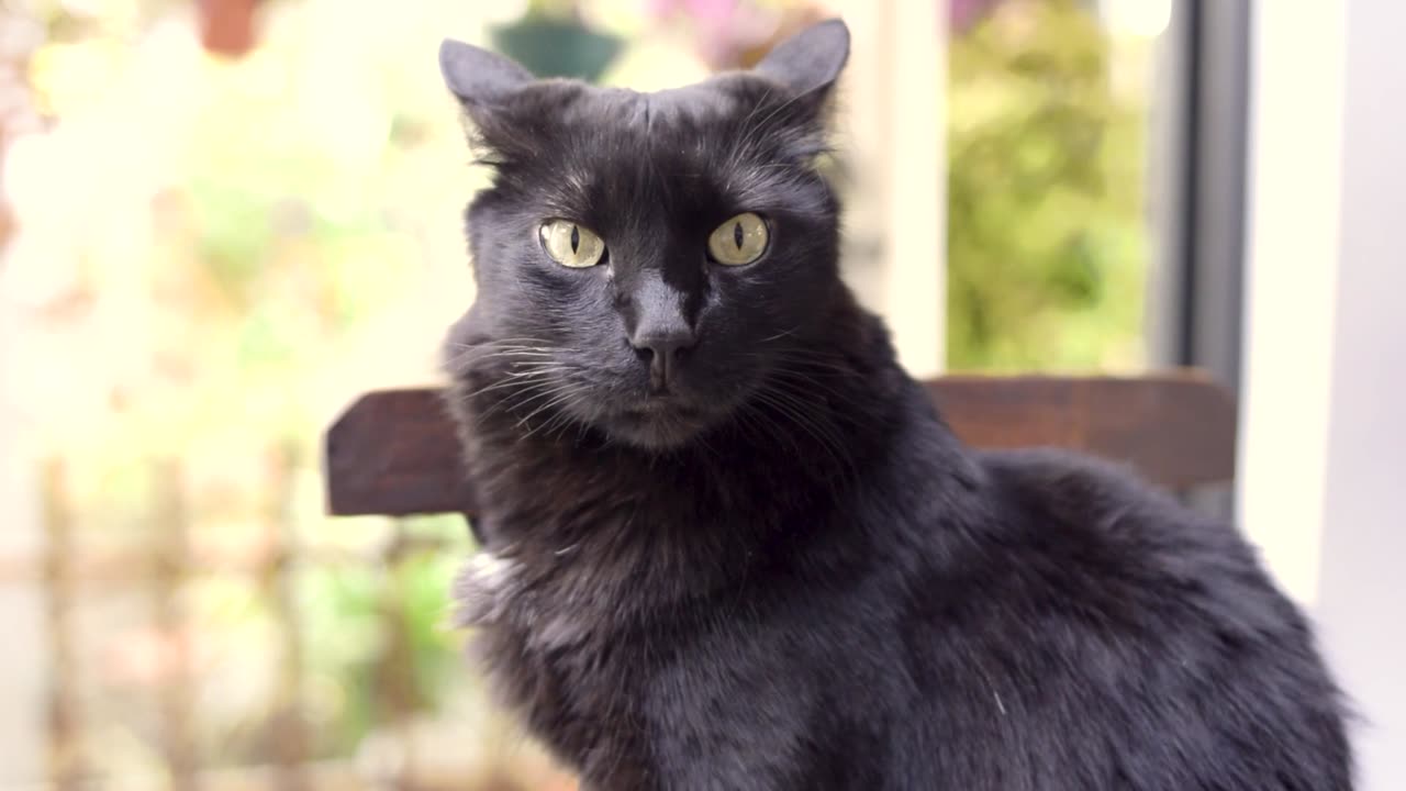 Cute cat