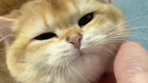 Kitty Gatinho lindo 🐱