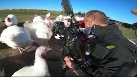 Goose bit the operator
