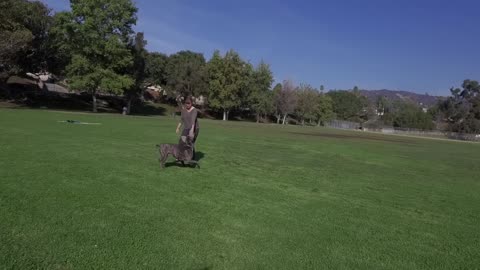 ALL ABOUT LIVING WITH CANE CORSO