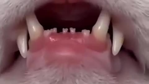 What Cute Tiny Teefs 😍❤️