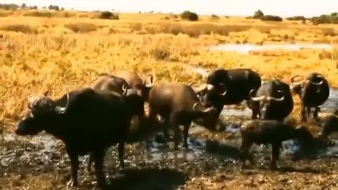 Aghast 'the brutal moment when the fierce loin couldn't avoid the giant lizard bites wlidlife 2023