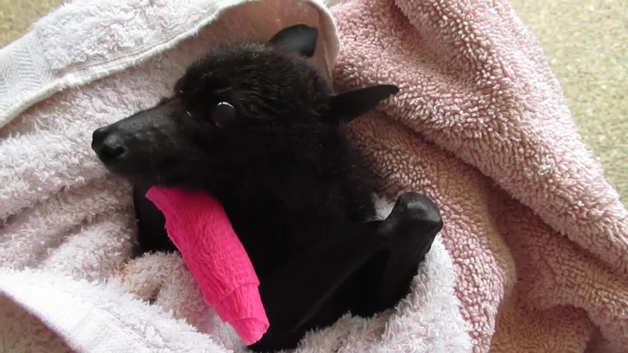 Bat Recovers After Getting Caught in Christmas Lights