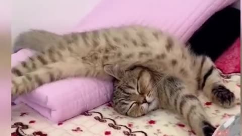 best funniest animal videos 2023🤣