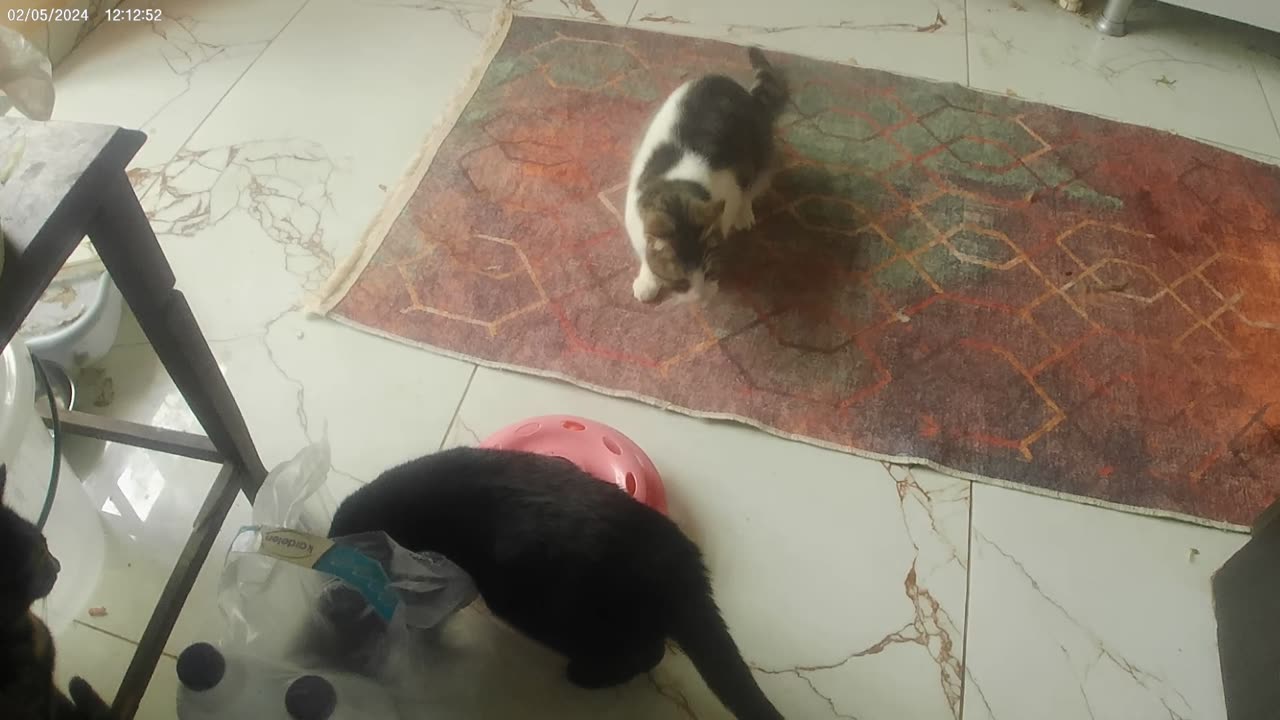 "Cat's New Toy Excitement!" https://www.youtube.com/watch?v=YwrcpovpWzk&t=17s