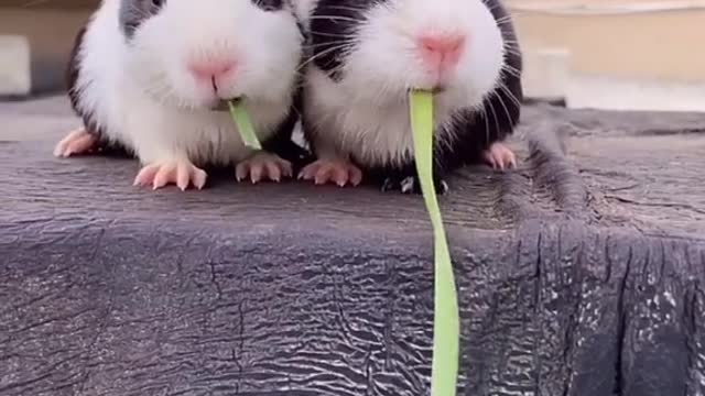So cute.