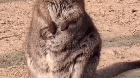 Can be lovely love pandas, who can not love