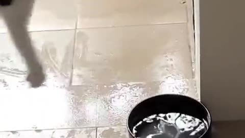 Cute cat funny videos animal funny videos cartoon funny videos