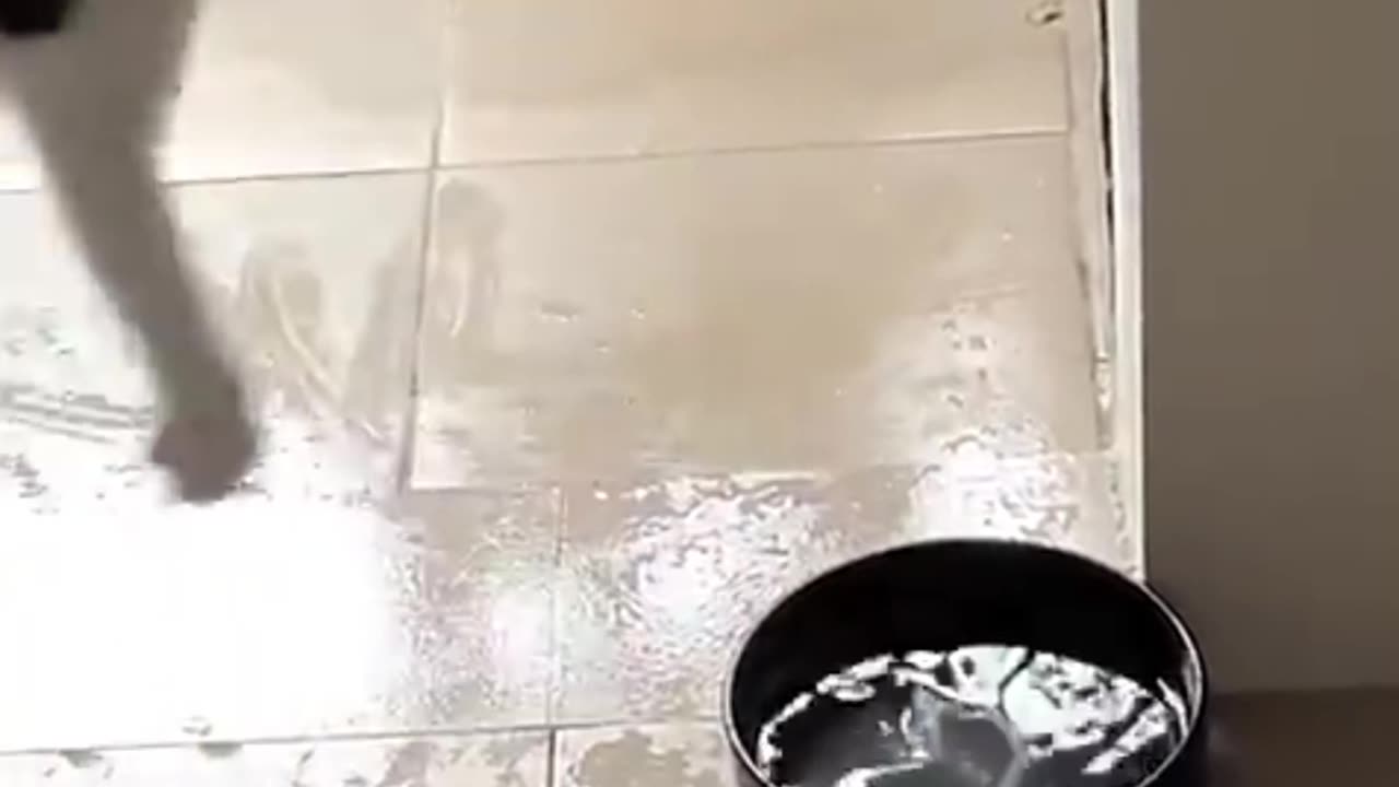 Cute cat funny videos animal funny videos cartoon funny videos