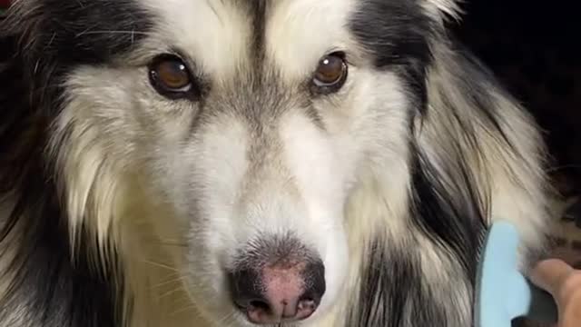 Grooming a husky like | How to groom a #husky