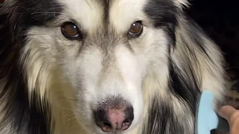 Grooming a husky like | How to groom a #husky