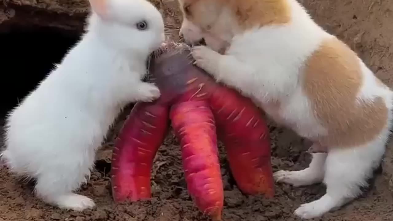 Cute dog baby and Cute rabit baby πβ€οΈ