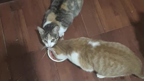 MES CHATS MANGENT