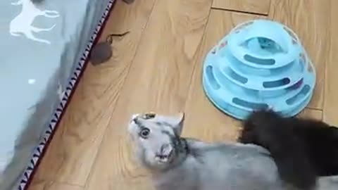 Animals funny video