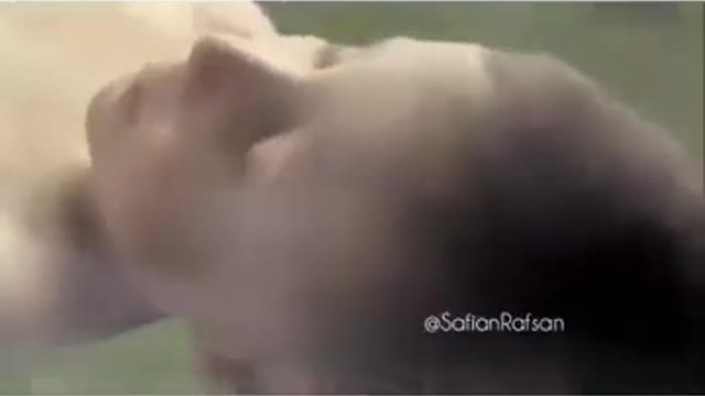 Funny video