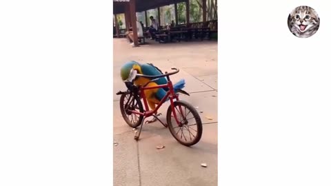 Funniest Cats And Dogs Video 039