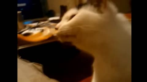 cats eating ice cream funny