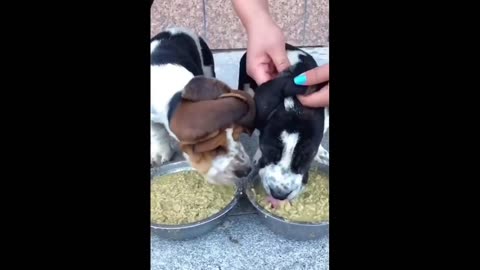 Cute animal videos