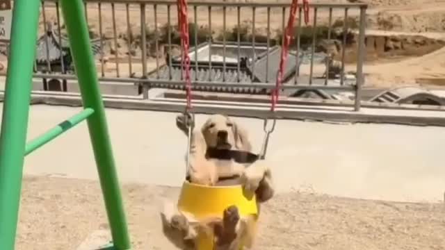 Happy dog i am a happy dog he loves playing ☺️🐕