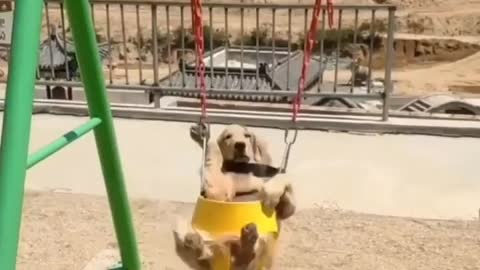 Happy dog i am a happy dog he loves playing ☺️🐕