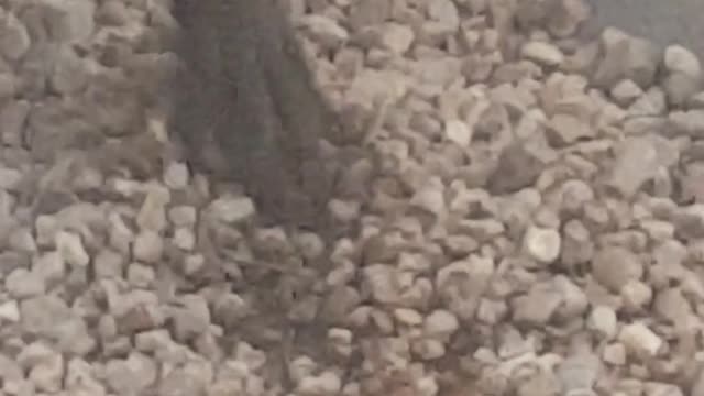 Did you ever see battle between Lucy and a camel spider https://amzn.to/3fo6Lcu