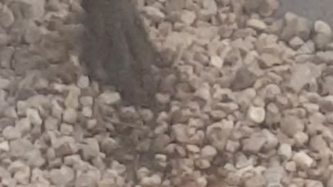 Did you ever see battle between Lucy and a camel spider https://amzn.to/3fo6Lcu