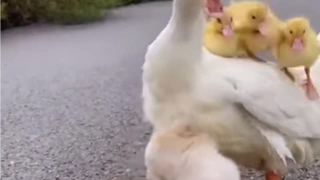 lovely world best lovely dogs HD videos | we love dogs - 21