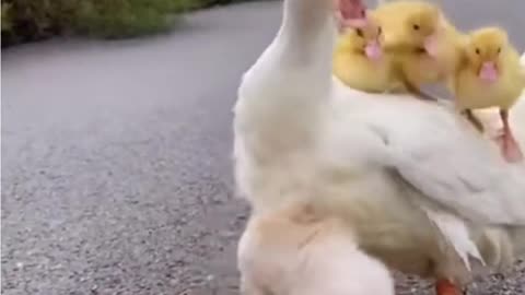 lovely world best lovely dogs HD videos | we love dogs - 21