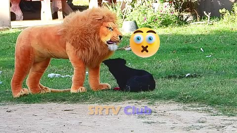 Funniest animal prank ever