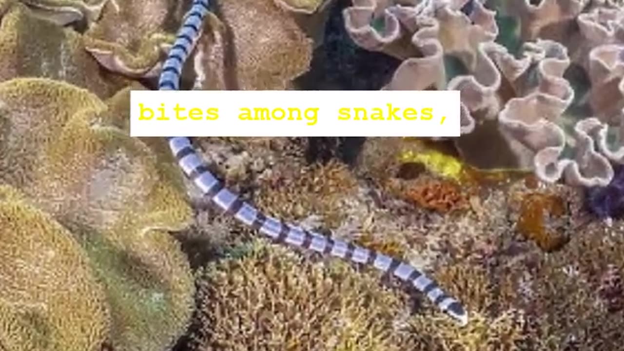 The banded krait features #snakevideo #snake # banded krait