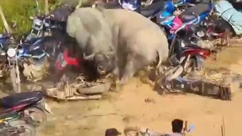 wow Bufalo Fight