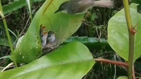 Leaves as a nest #shorts #shortvideo #video #virals #videovira #innovationhub