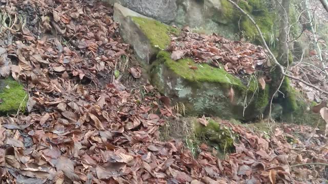 rock in the fog