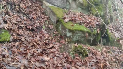 rock in the fog