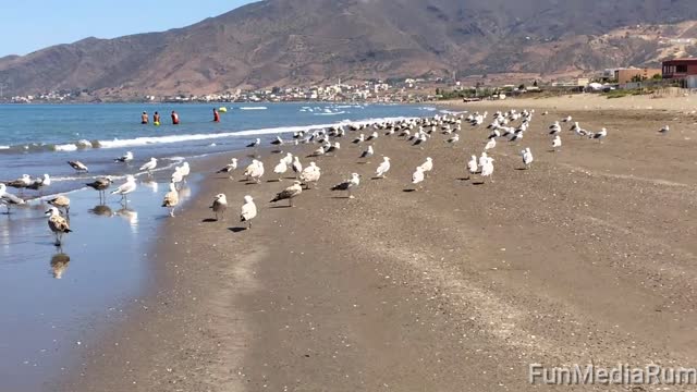 Sea beauty with seagull