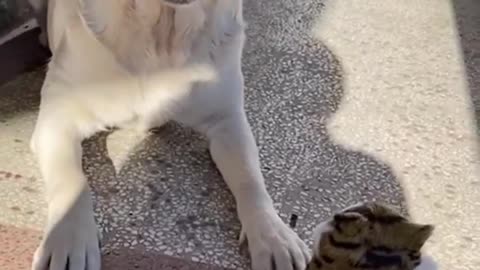 When the Toy Talks Back