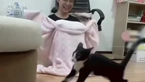 Meow Madness: Hilarious Cat Capers Caught on Camera