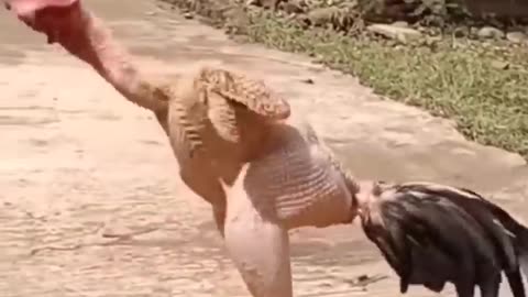 Chicken biryani funny Video