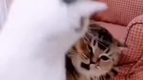 Baby cats cute funny video compilation