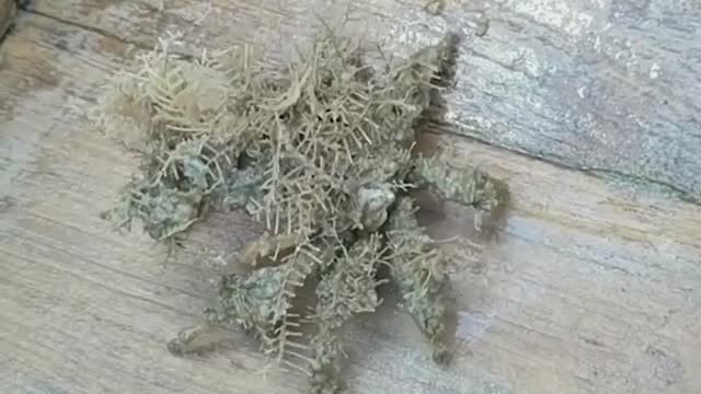 Weird And Wonderful Sea Creatures
