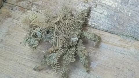 Weird And Wonderful Sea Creatures