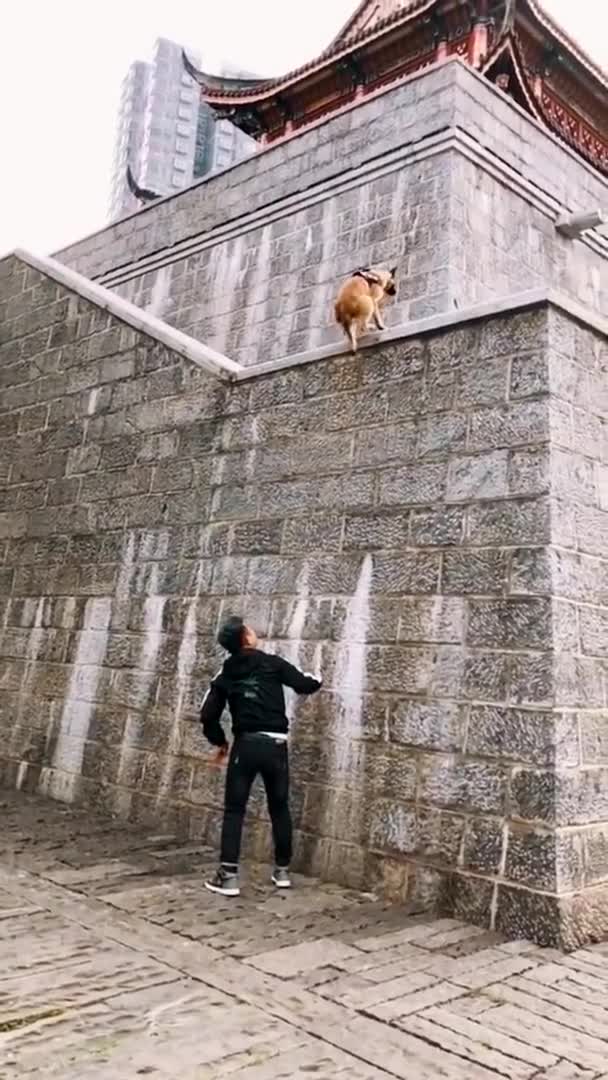 Dogs That Fly - Malinois & Alsatian Dogs Show Their Jumping Agility #Shorts