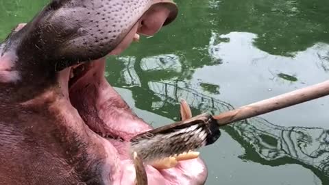 hippo