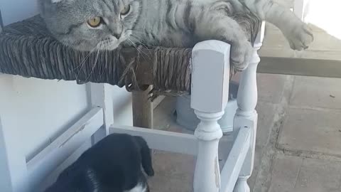 Cat with kittens