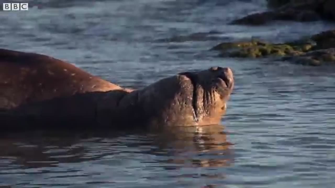 Take A relaxing journey into Patagonia Wild life