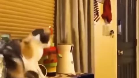 Funny cats