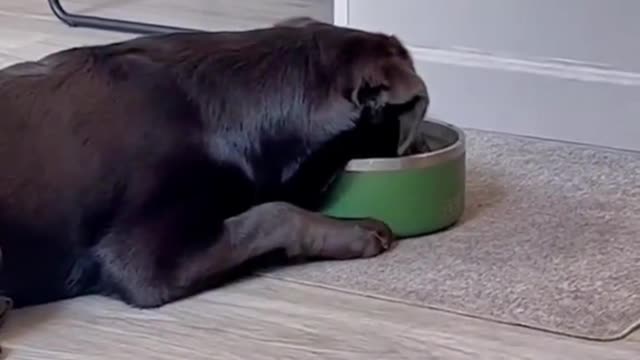 Is this silly dog drinking water? playing with water
